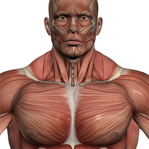 Изображение muscle