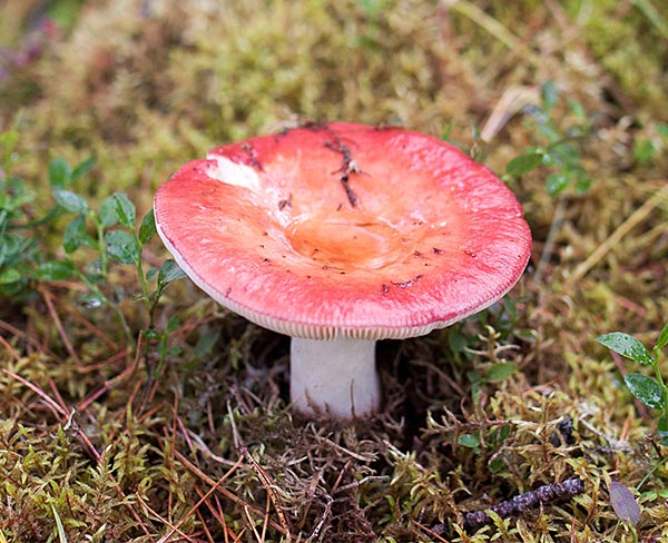 Изображение гриба